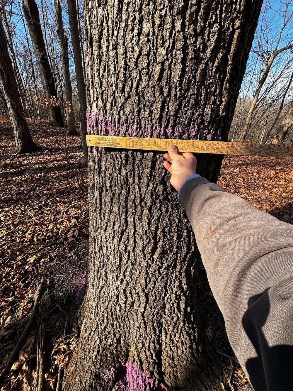 Illinois forest canopy