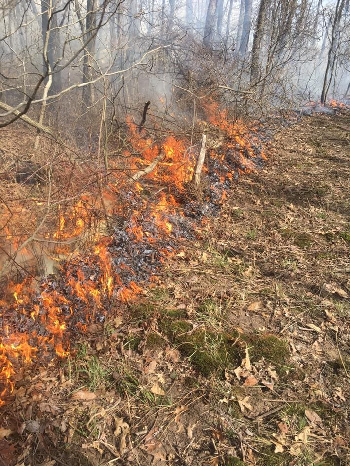 A prescribed burn moving through the understory of an Illinois woodland.